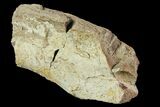 Fossil Triceratops Rib Section - North Dakota #118385-2